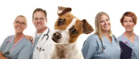 獣医師から聞いた、私たちが知らない動物病院とペット保険の関係